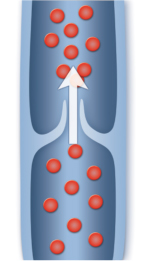 画像:正常な静脈弁